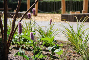 Beplanting-groen-schoolplein